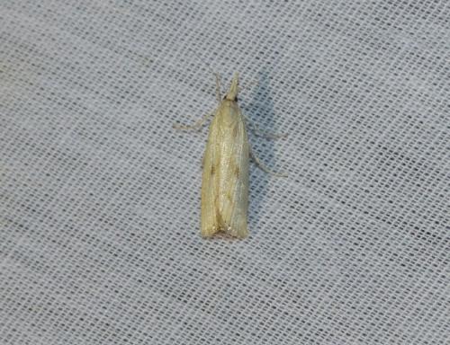 Agriphila sp.